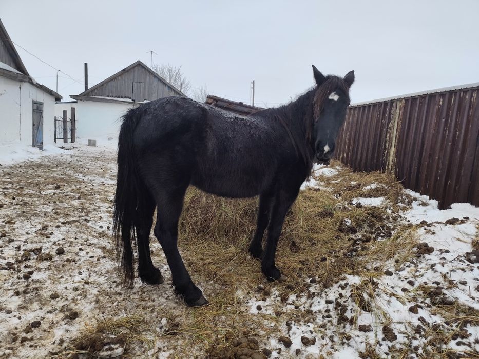 Продам кобылу жеребая