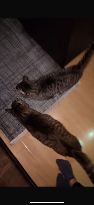 Кошка крыскловка