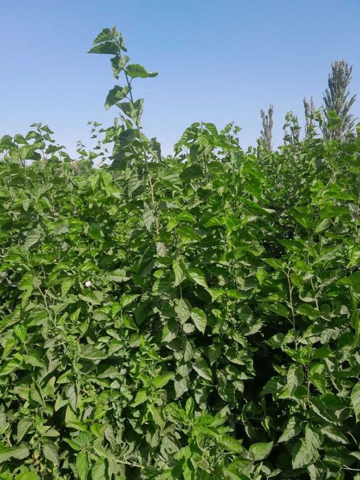 Tut kuchat, тут кучати, тут, пилла, tut, nixol, тут нихоли 2-3yillik