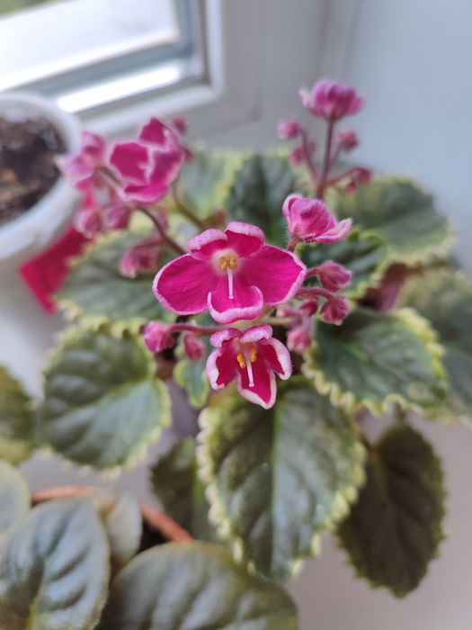 Фиалка сенполия 2000