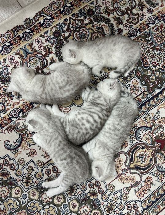 Шотландские котята вискасы