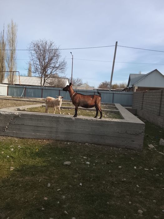 Ешкі сатылады. Француз Альпи парода