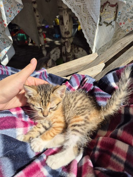 Отдам котёнка в добрые руки