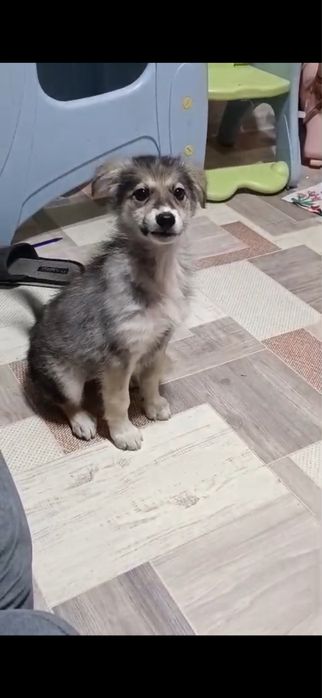 Ищет дом щенок девочка