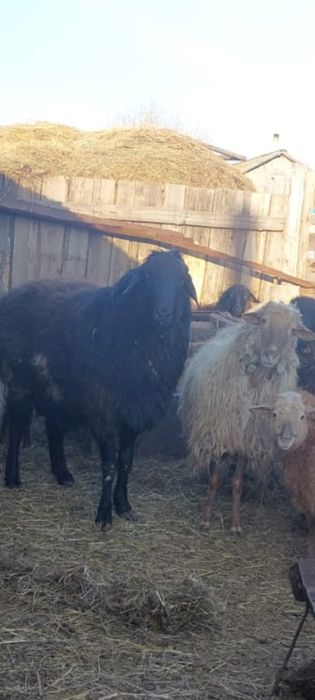 Продам   кошкара