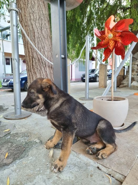 Adopție pui de cățel