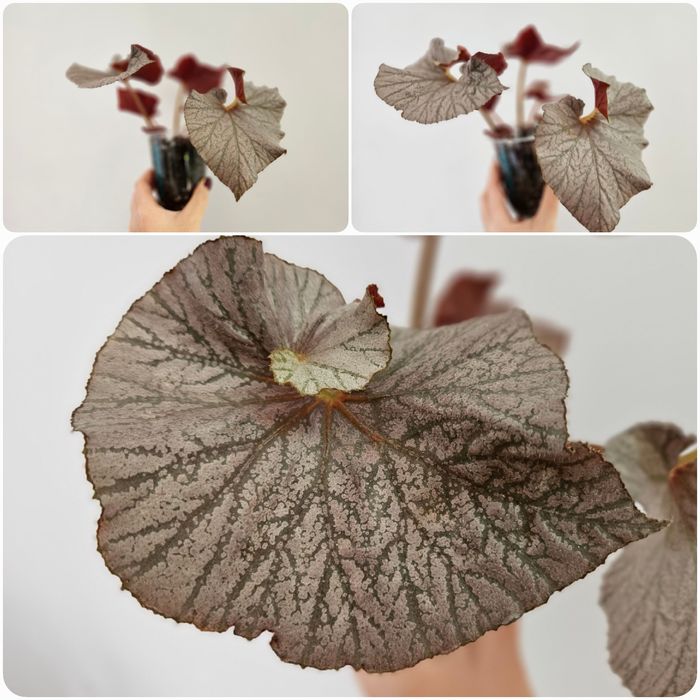 Бегония 1 500 тг