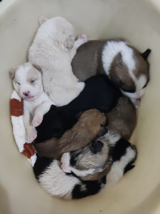 Отдам       даром