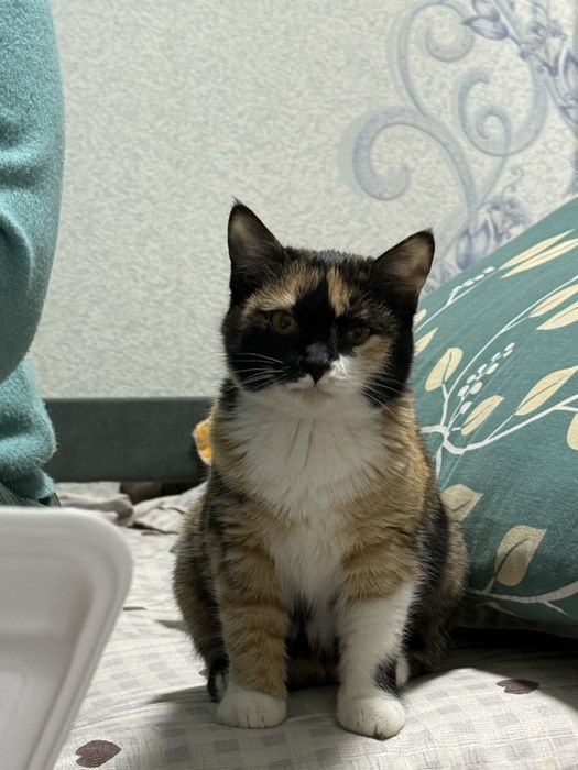 Отдам кошку домашнюю