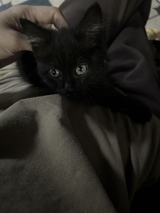 Котенок в хорошие руки
