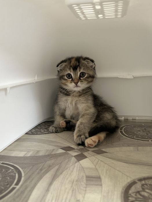 Котята шотлнаской породы