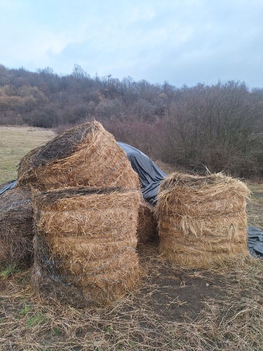 Baloti fan si lucerna