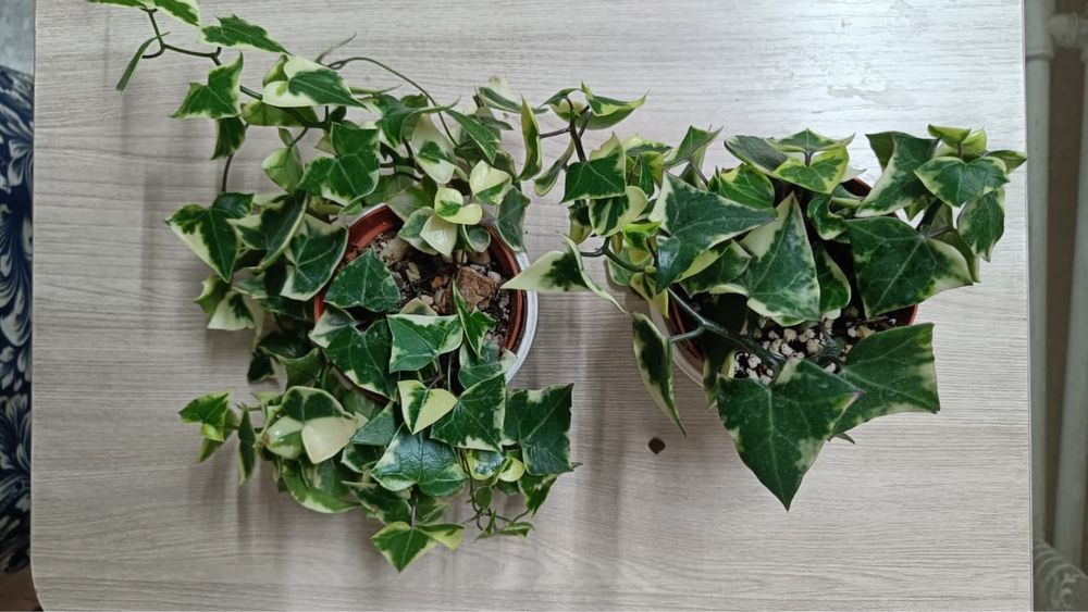 Крестовник  крупноязычковый