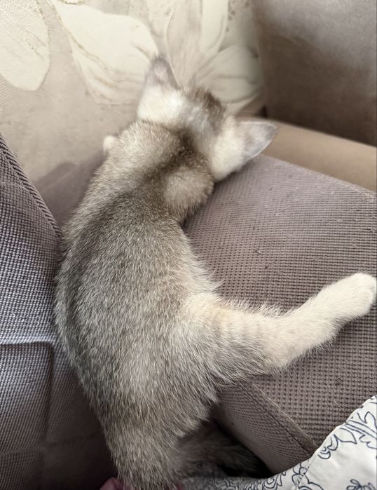 Продам котят британцы