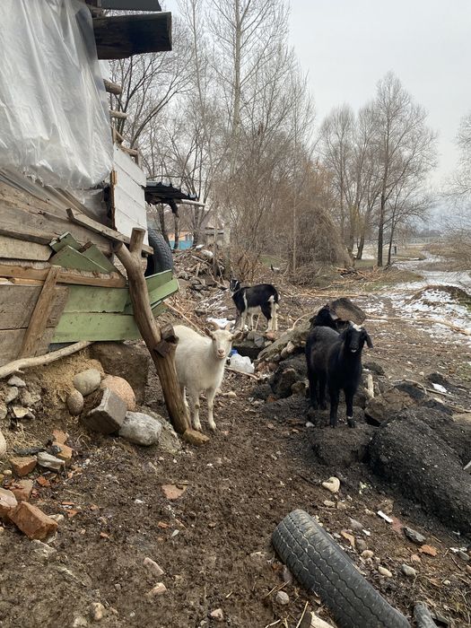 Баран коза козлы