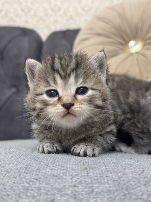 Котята ищят свой дом