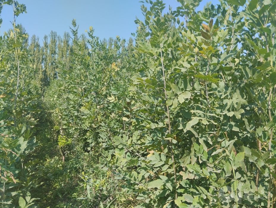 Manzarali koʻchat yasin