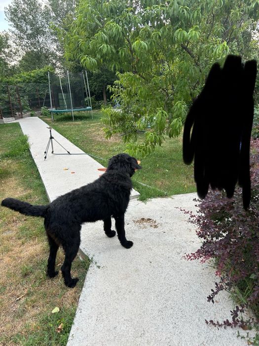 dambovita toate Animale de companie