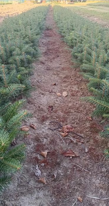 comercializăm puieți de salcâm pentru împădurirea terenurilor degradat