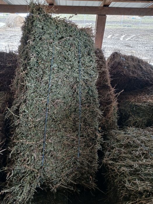 Baloti lucerna coasa 2 si 3