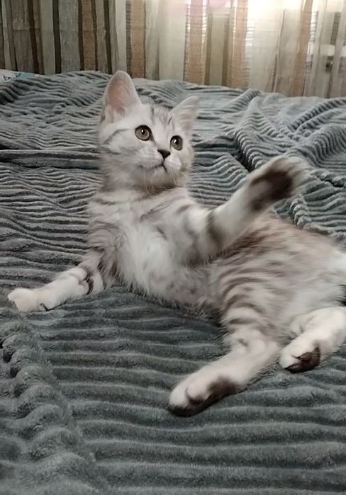 Скоттиш страйт. Девочка.