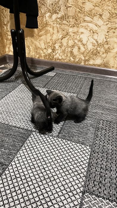 Кошки бесплатно сиамски