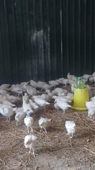 Продам цеплят несушки