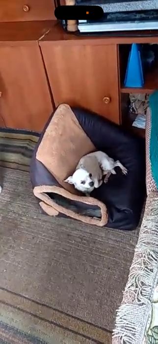 Чихуахуа женско на осем месеца