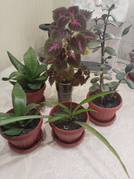 Продам цветочки недорого за всё 2000