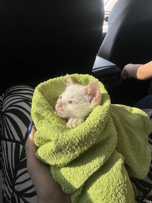 Спасенный котенок