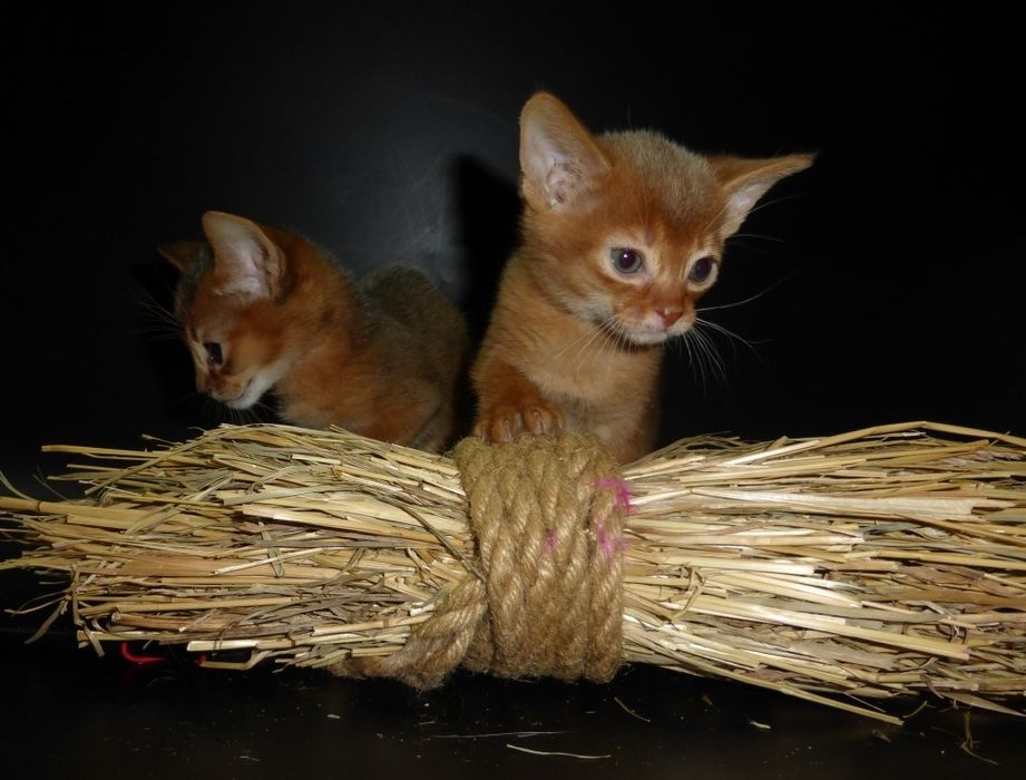 Абиссинские  котята