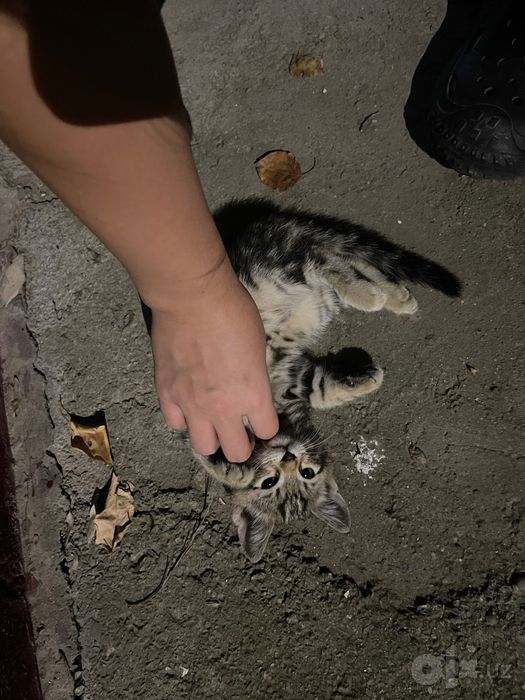Бесплатно,в добрые руки Котята.