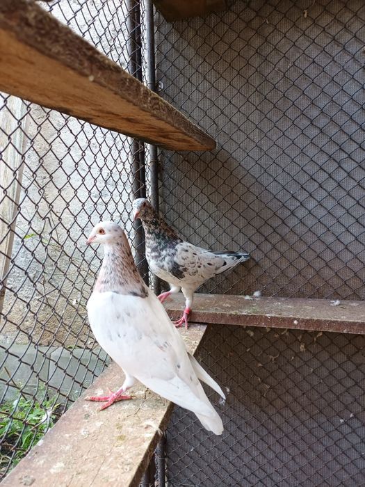 Porumbei meulemans trenton