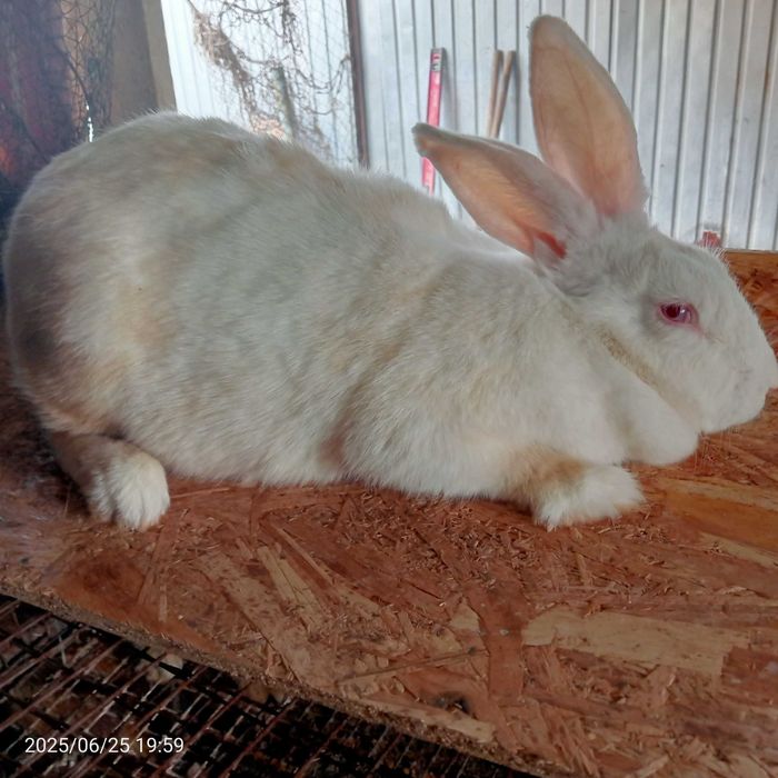 Продам кроликов самки порода Белый Великан