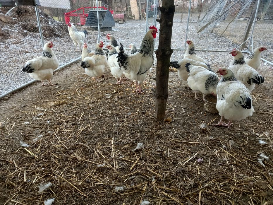 Oua pentru incubat de rasă Sussex HD