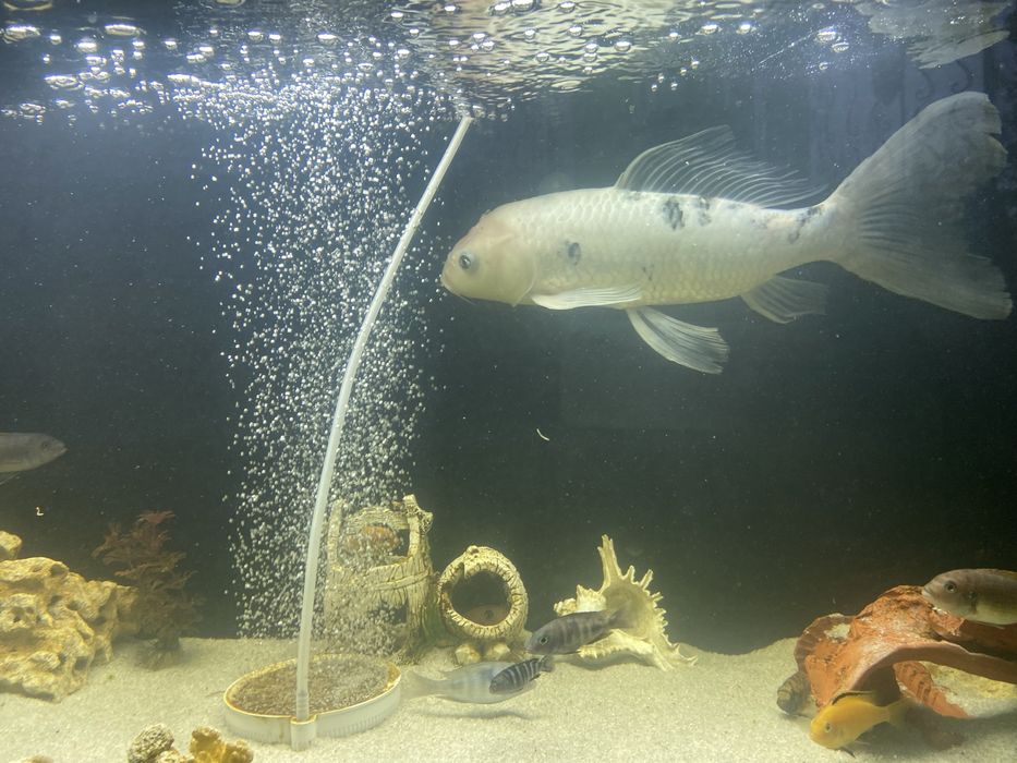 Продам карпа кои