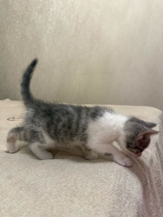 Отдам котенка в хорошие руки