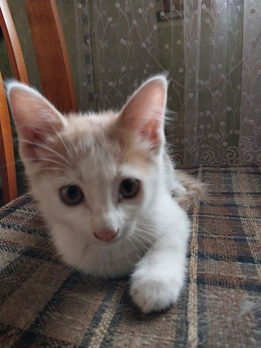 Котята в добрые руки.