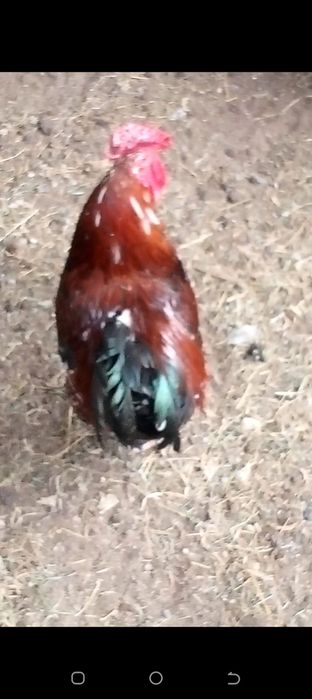 продам петуха 5000тенге