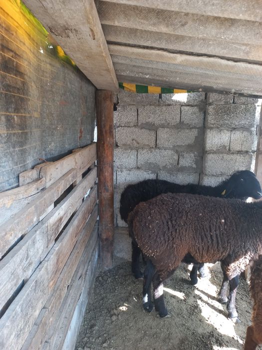 Бордақы қойлар сатылады