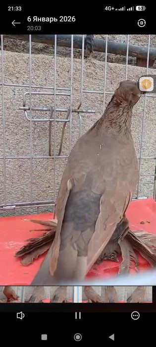 Продам голубей...