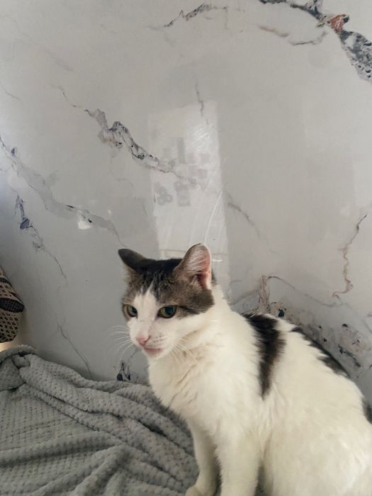 Кот самый нежный