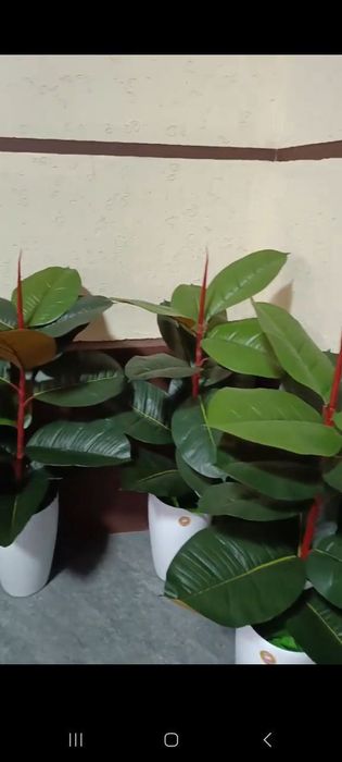 Катта суний гуллар оптом нархларда