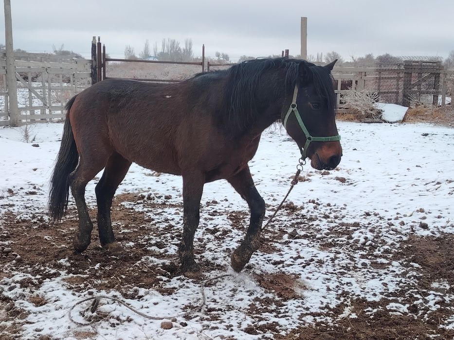 Айгыр сатылады жасы 9да