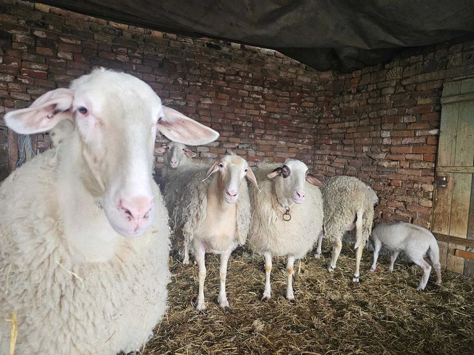 ---Овце и Коч---