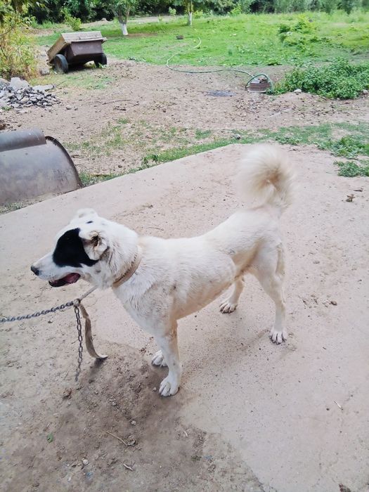 Ит сатылады бойы 90см 2жасар бағасы 80