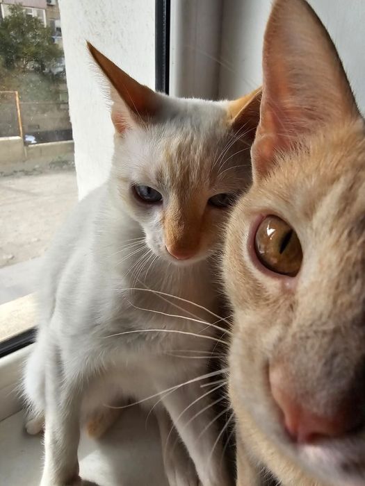 Отдам котят в хорошие руки