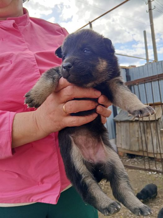 Отдам щенят в добрые руки