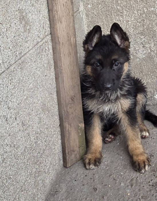 Немска овчарка женска