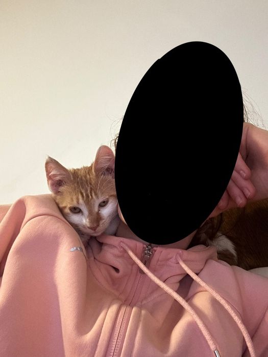 Dau spre adoptie pui de pisica